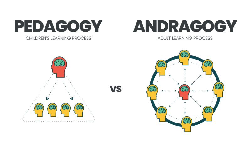 Andragogy adult learning theory graphic